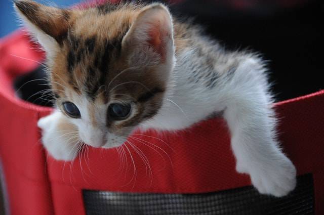 gatto in estate accessori