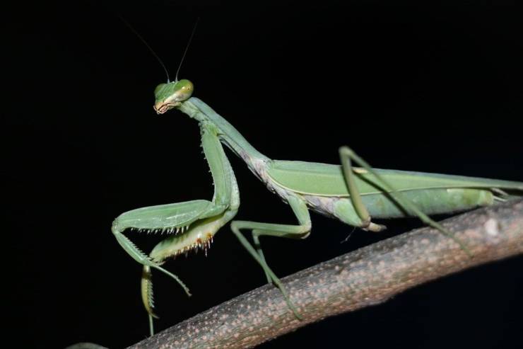 mantide religiosa caratteristiche