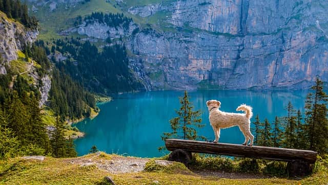 escursioni con il cane dove andare