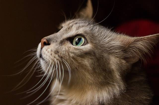 baffi nel gatto vibrisse