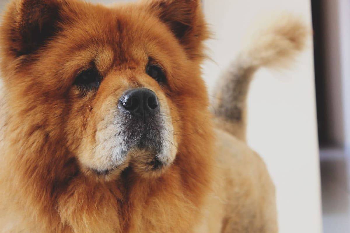 cani razze strane