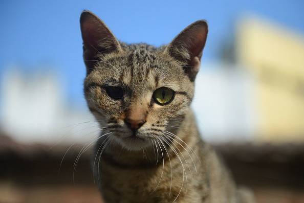Occhi gatto