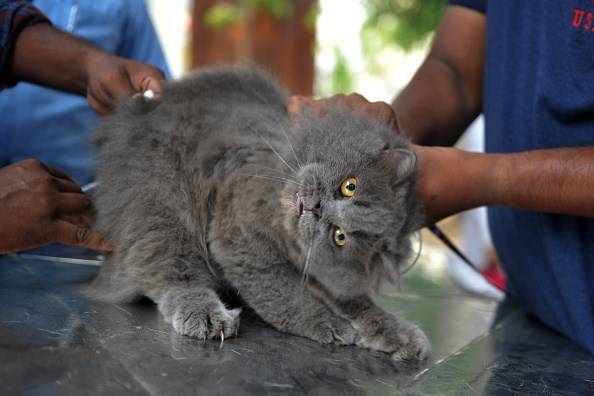 apparato respiratorio gatto