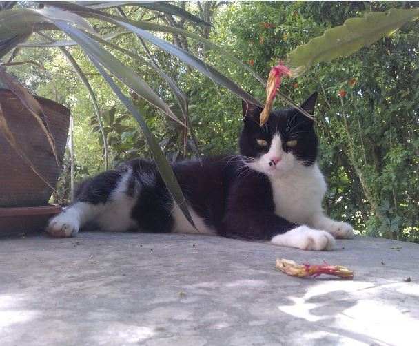 I gatti soffrono il caldo