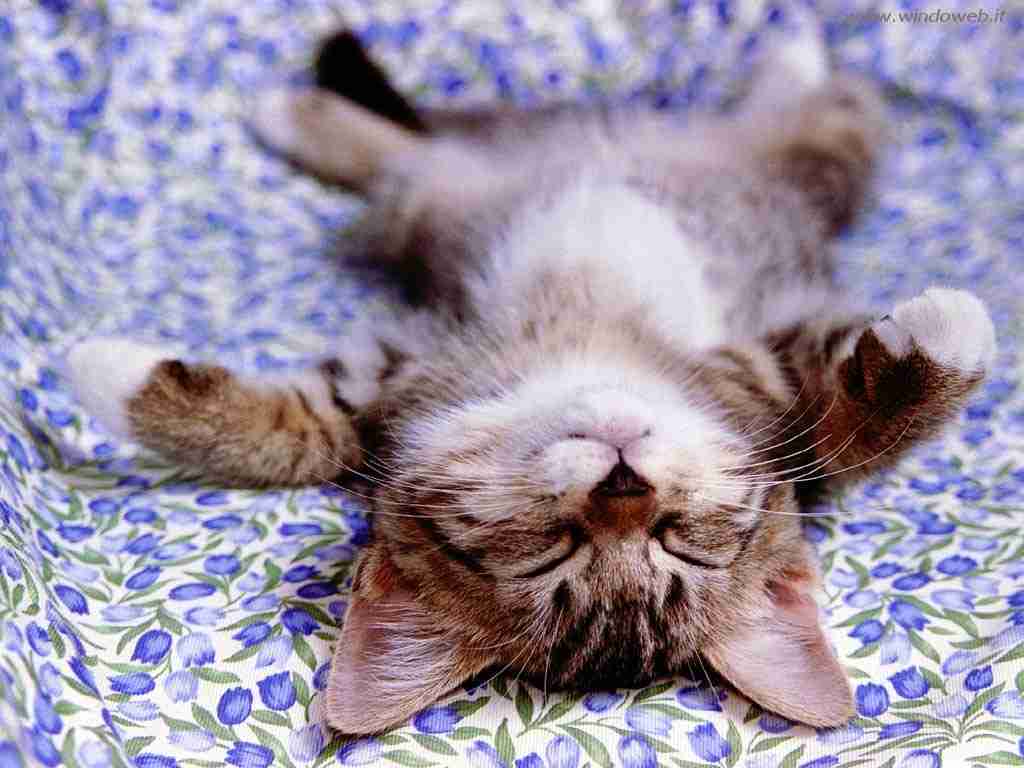 I gatti soffrono caldo