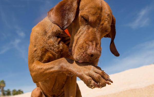 cane si lecca le zampe