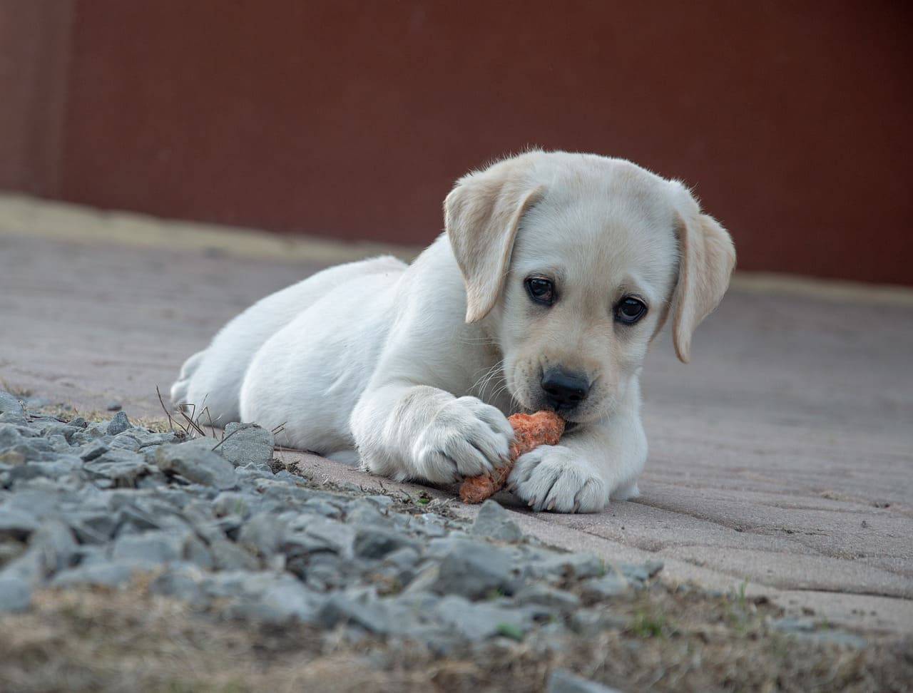 Cane soffre di indigestione