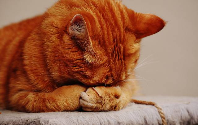 terza palpebra gatto