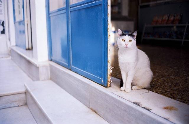 cat islands grecia