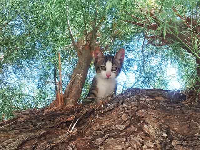 cat islands