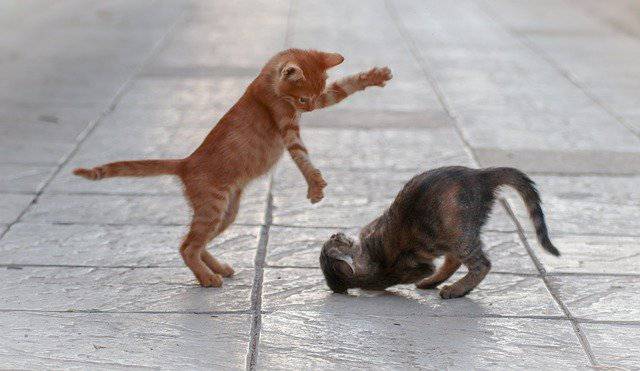 Gatto dominante