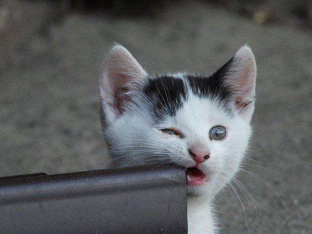 Gatto dominante