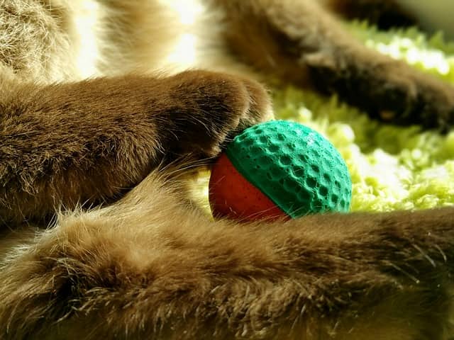 gatto riporta la pallina