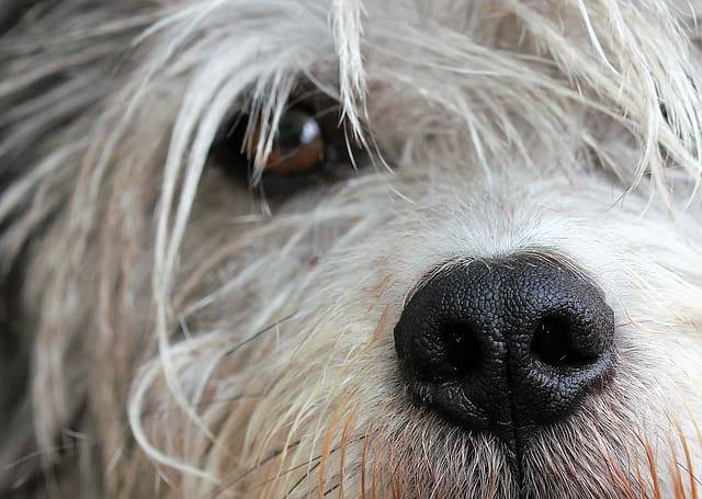 occhi cane