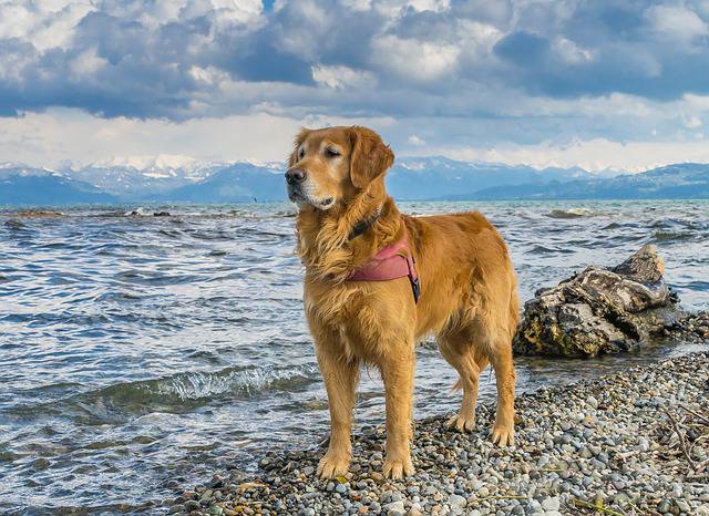 cane bagno lago
