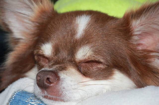cane dorme