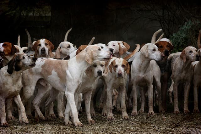 cani in gruppo