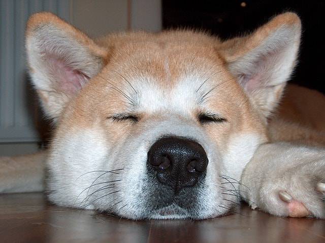 cane dorme sonno