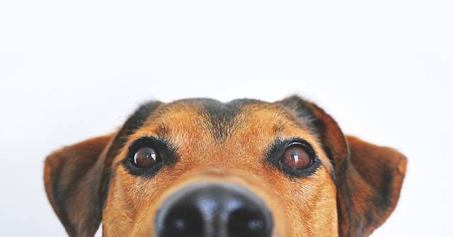 curiosità sui cani