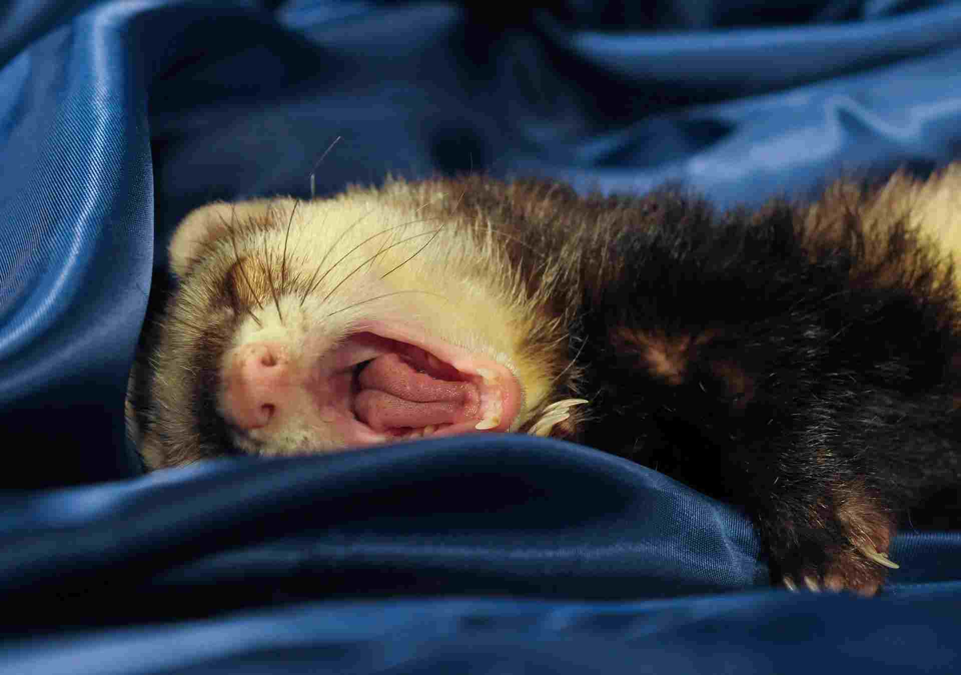Furetto