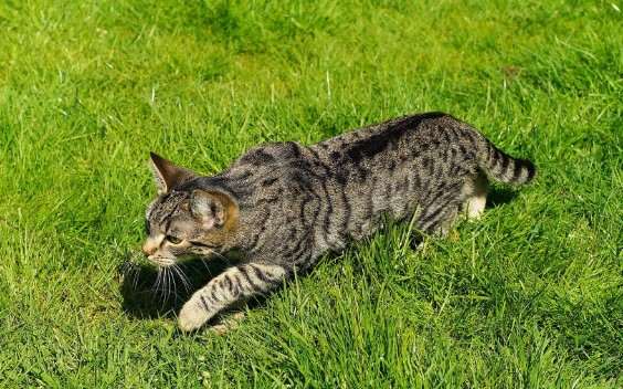 Spina dorsale gatto