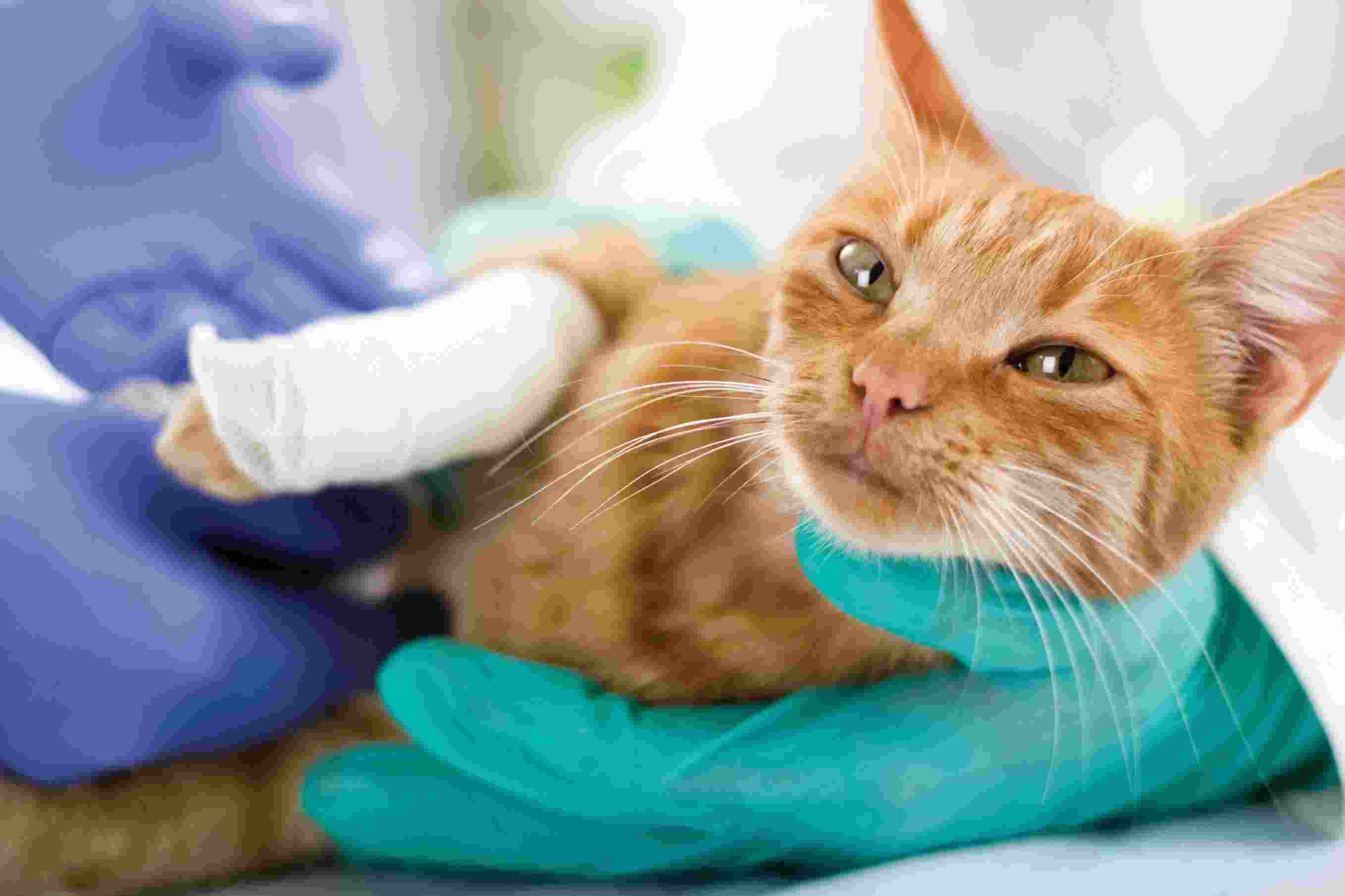 Problemi spina dorsale del gatto