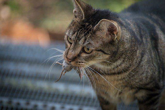 Gatto predatore