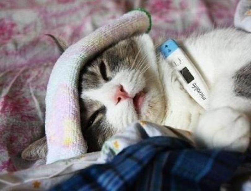 apparato respiratorio gatto