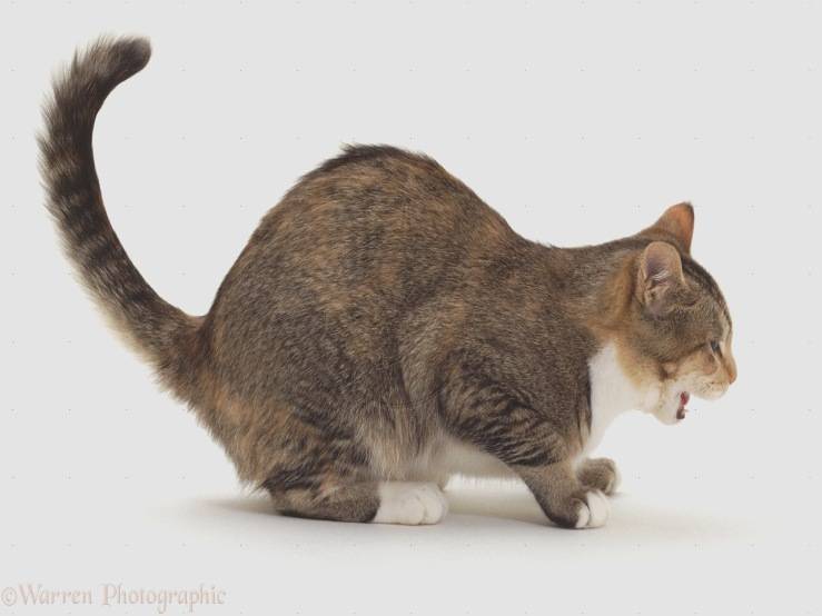 Vomito del gatto