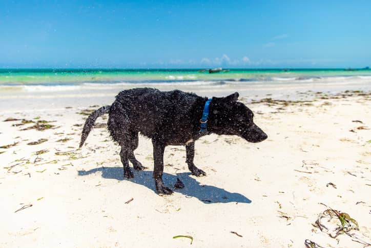 asciugare il cane
