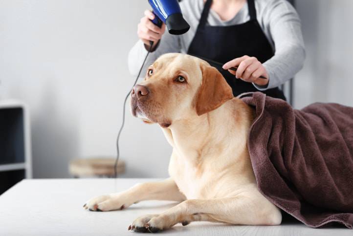 asciugare il cane
