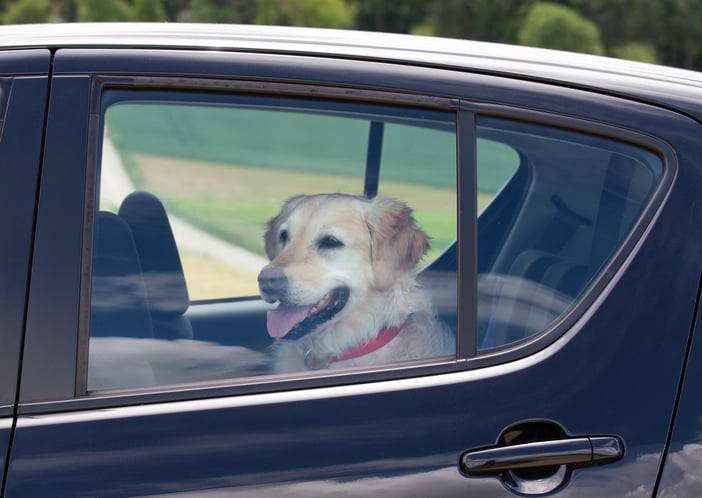 lasciare il cane in macchina