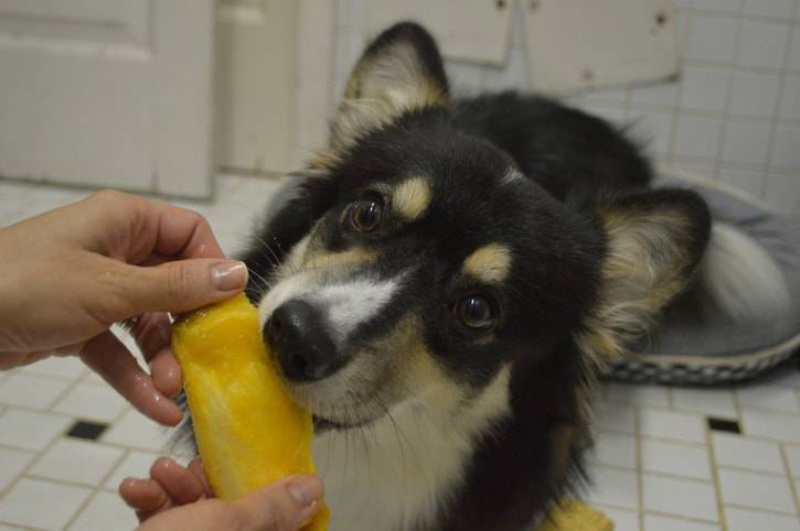 mango al cane