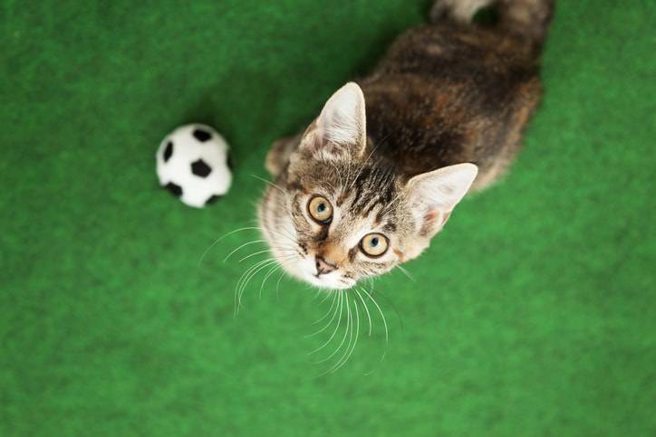 gatto da riporto