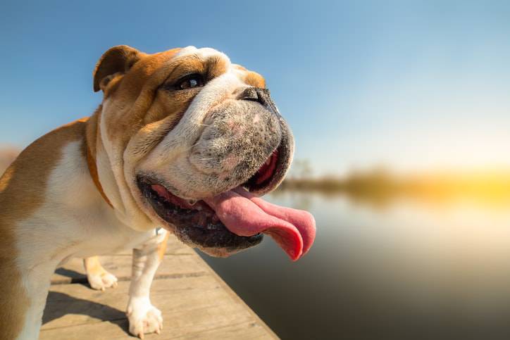 temperatura cane caldo
