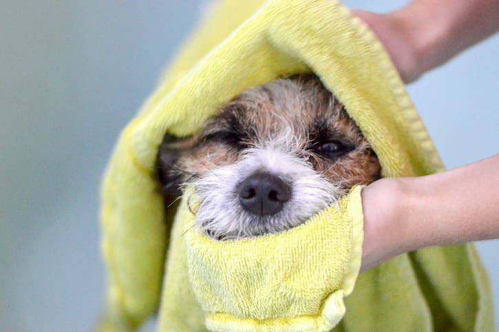 asciugare il cane