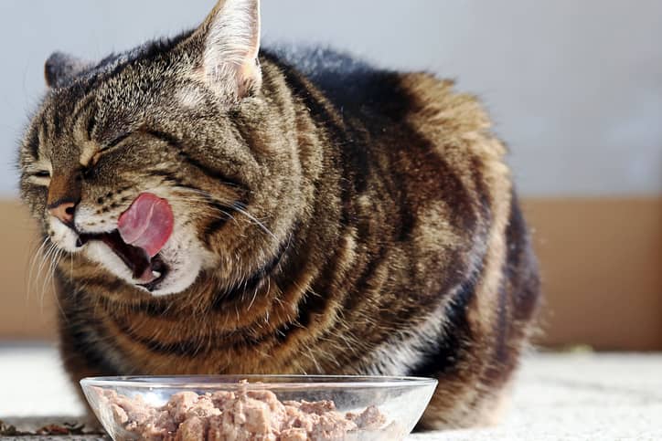 inappetenza nel gatto