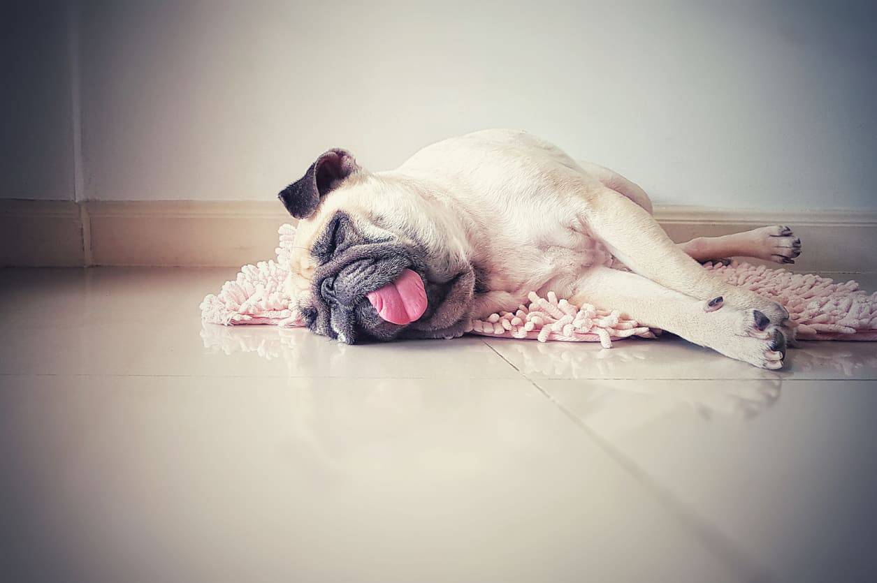 Cane soffre di indigestione