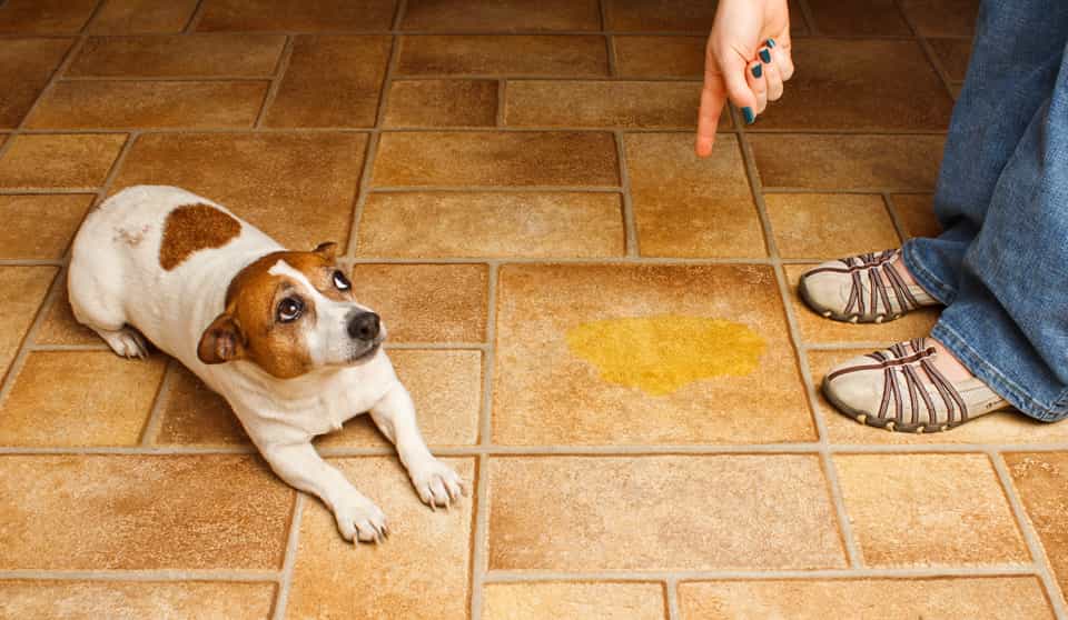 sangue nelle urine del cane