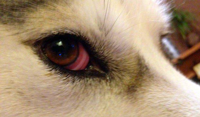congiuntivite cane occhi rossi