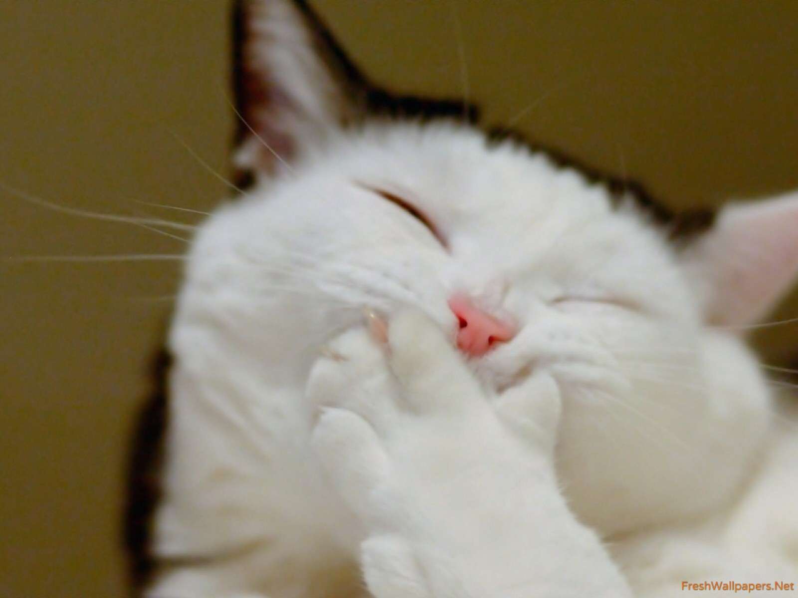 Occhi rossi gatto