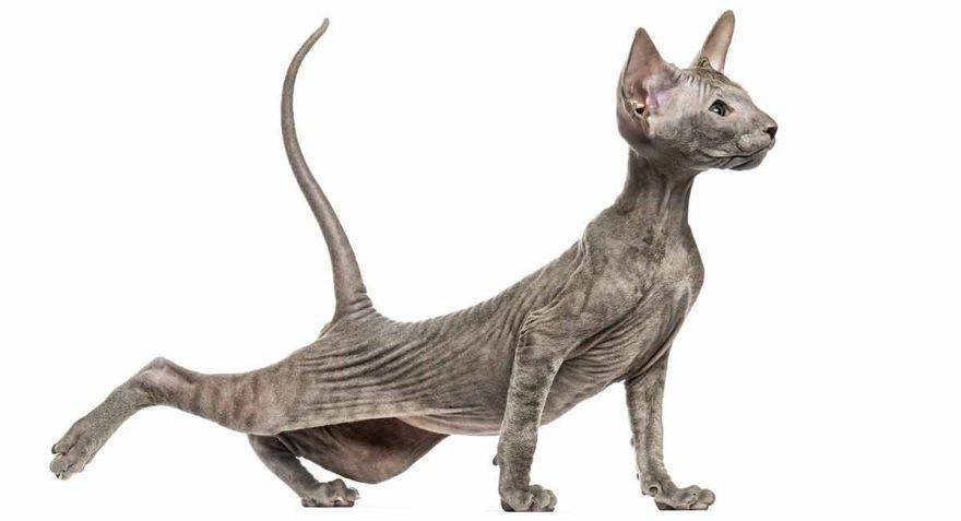 peterbald gatto