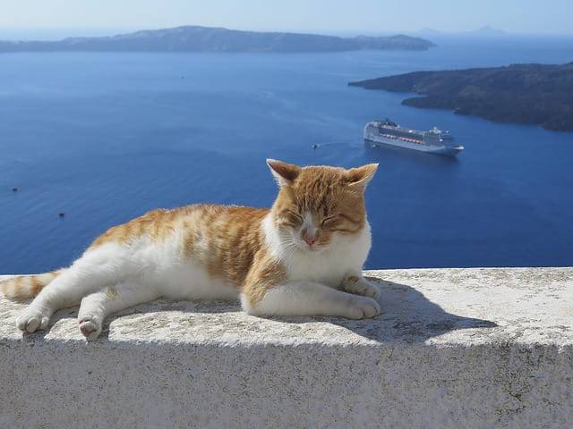 cat islands