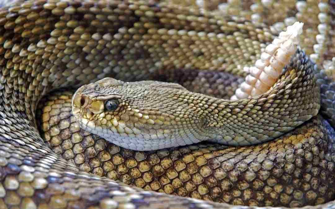 Serpente 