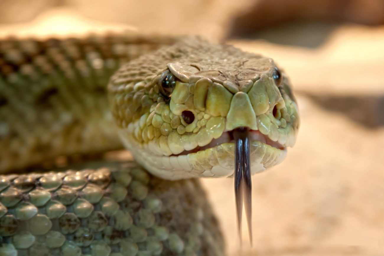 Serpente