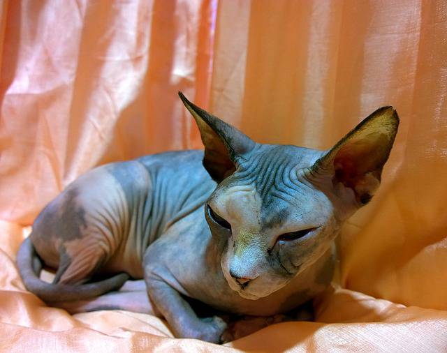 cura gatto senza pelo