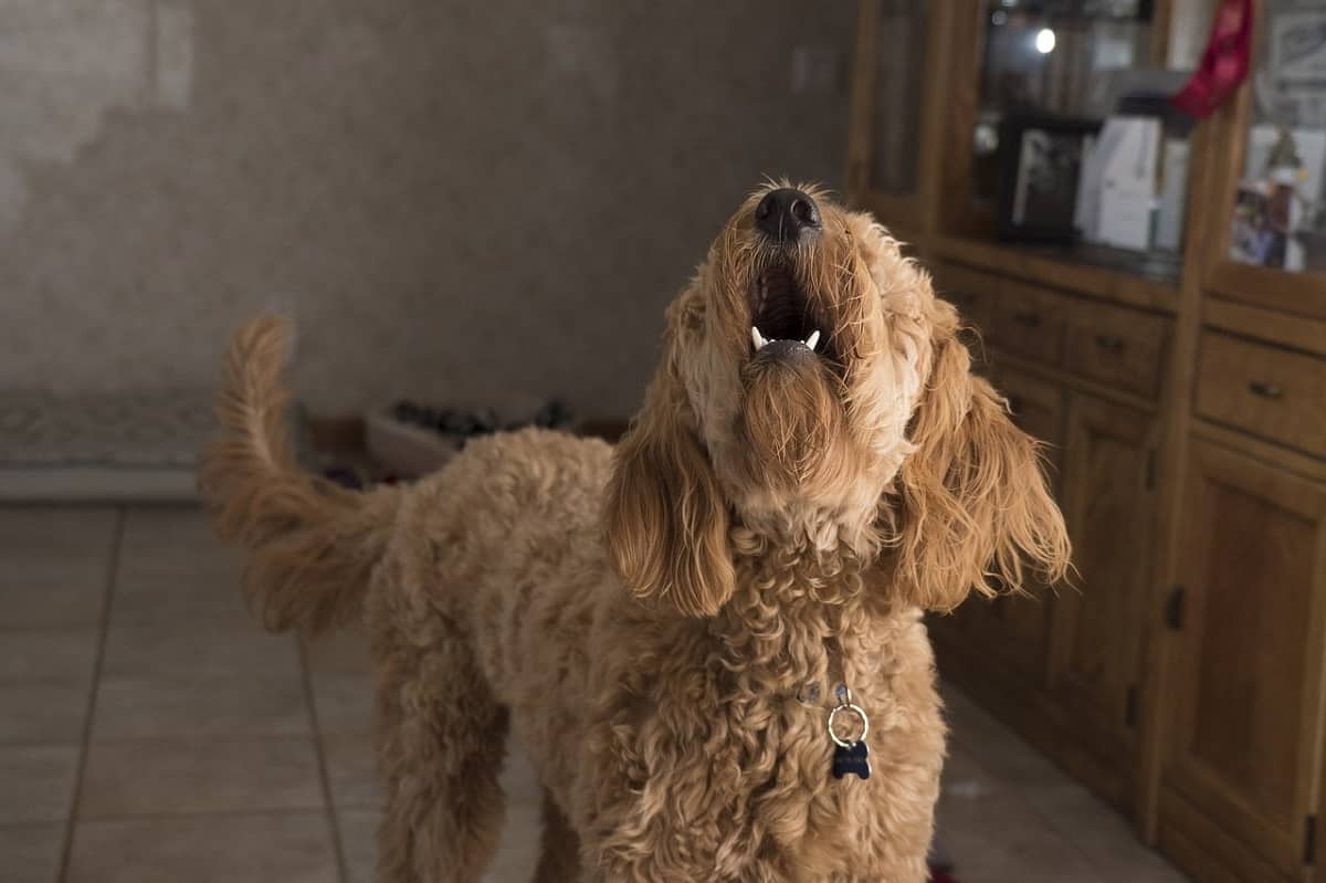 cane odia alcuni individui