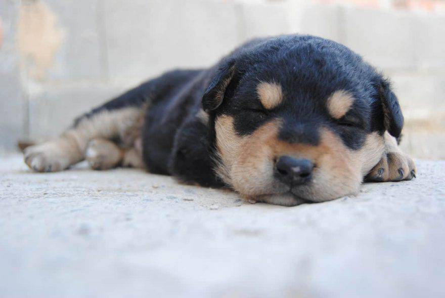 cucciolo di cane dorme