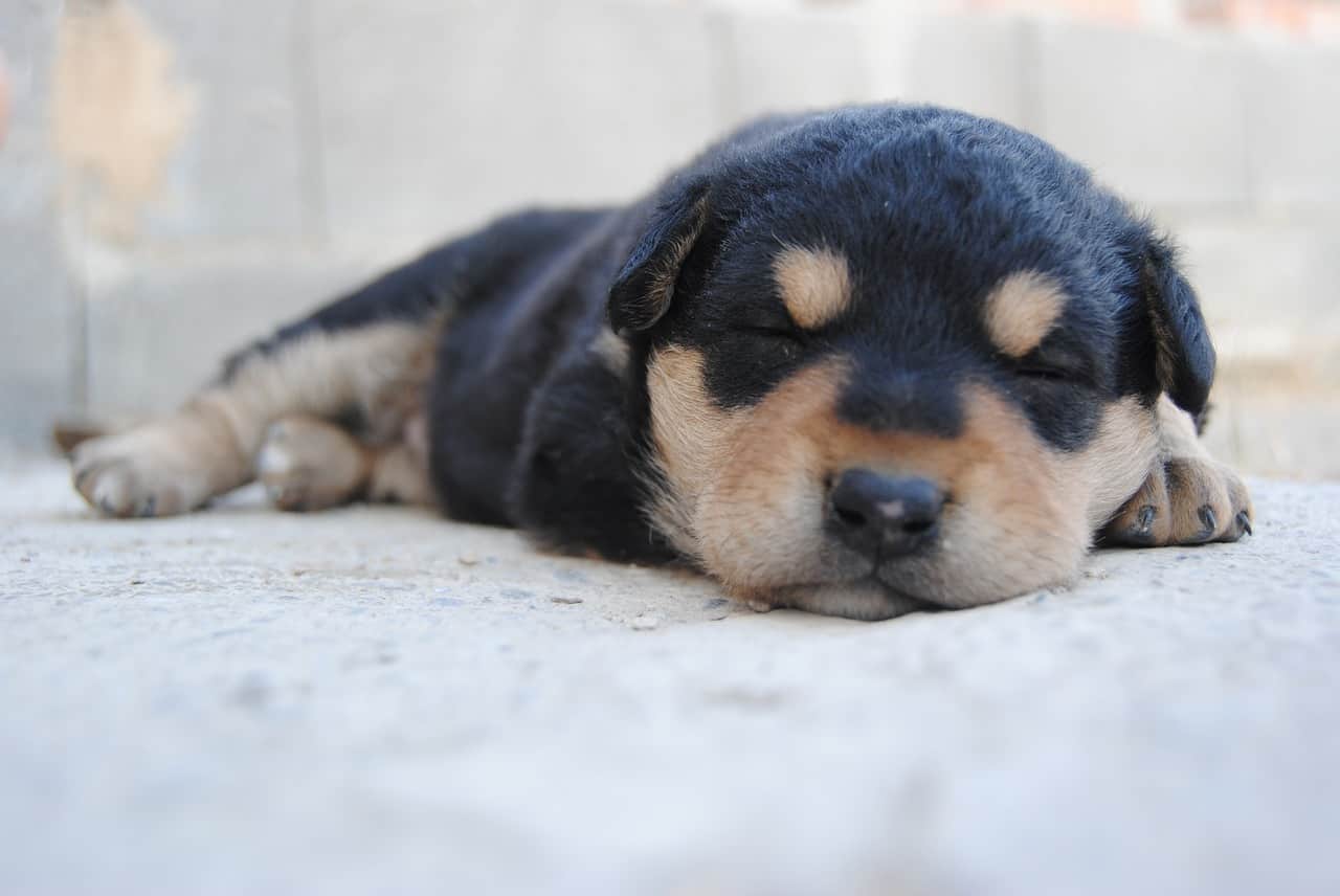 stadi crescita cagnolino
