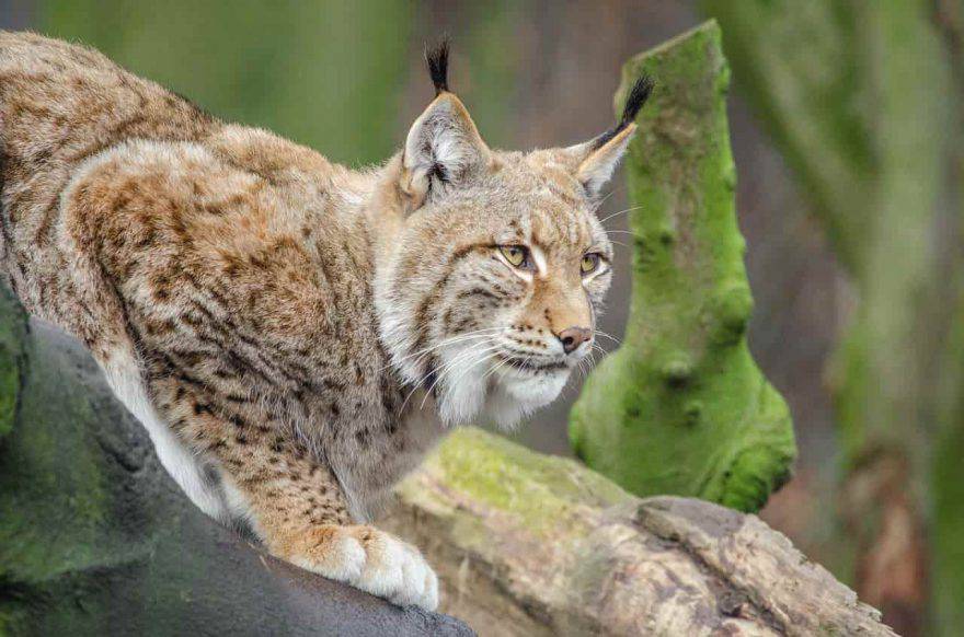 grandi felini lince